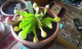 /album/moja-zbierka/my-sarracenia-psittacina-2-jpg/